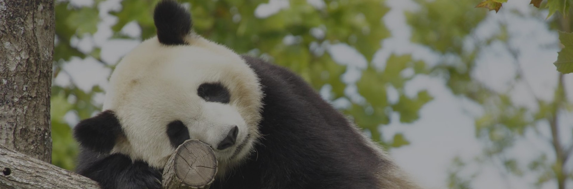 Zoo de Beauval